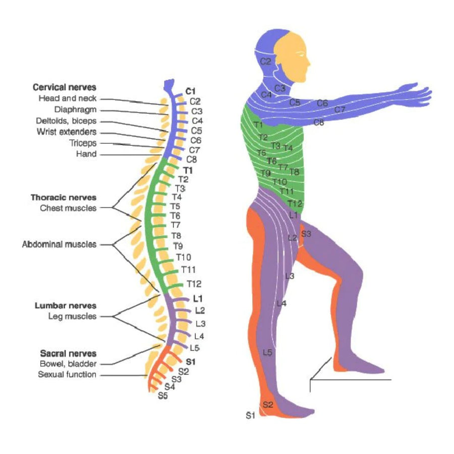 SCI - Spinal Cord Injury - Paraplegic