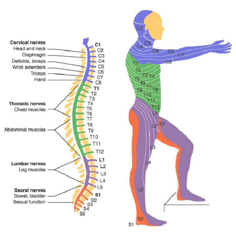 SCI - Spinal Cord Injury